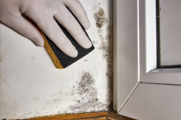 Best Mold Remediation for Healthcare Facilities  in Drew, MS